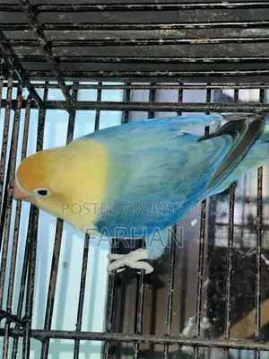 Love Bird Pair Blue