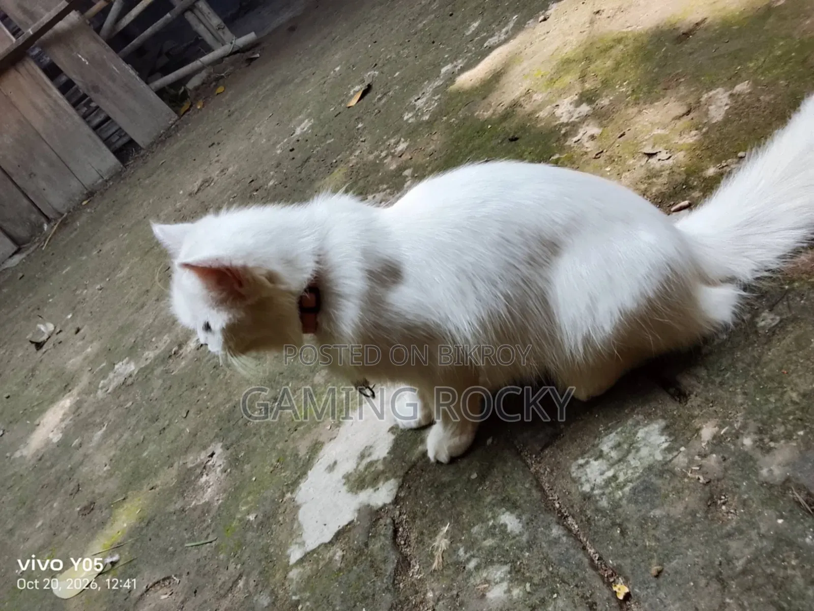 1+ year Female Mixed Breed Persian