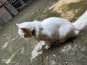 1+ year Female Mixed Breed Persian
