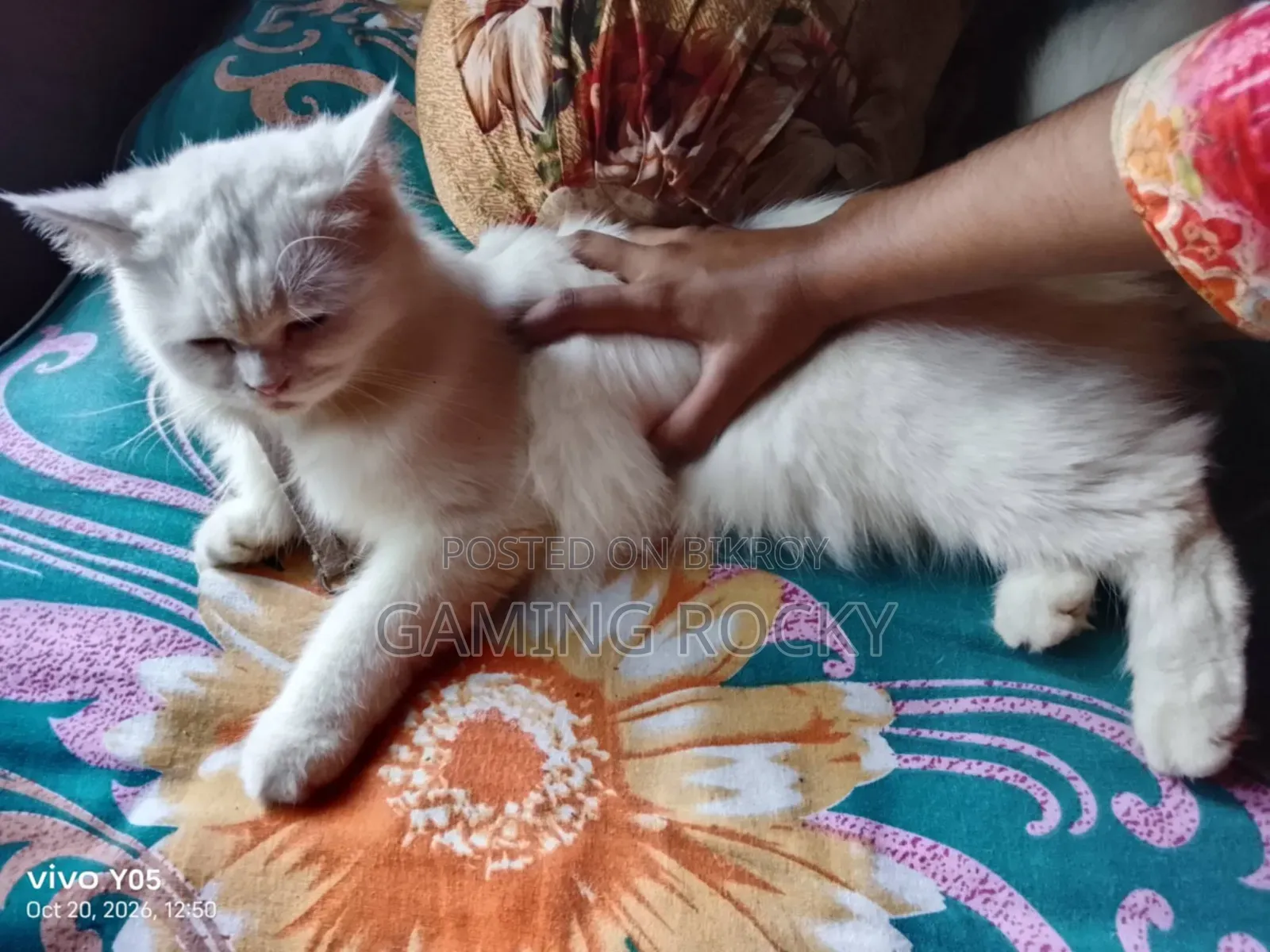 1+ year Female Mixed Breed Persian