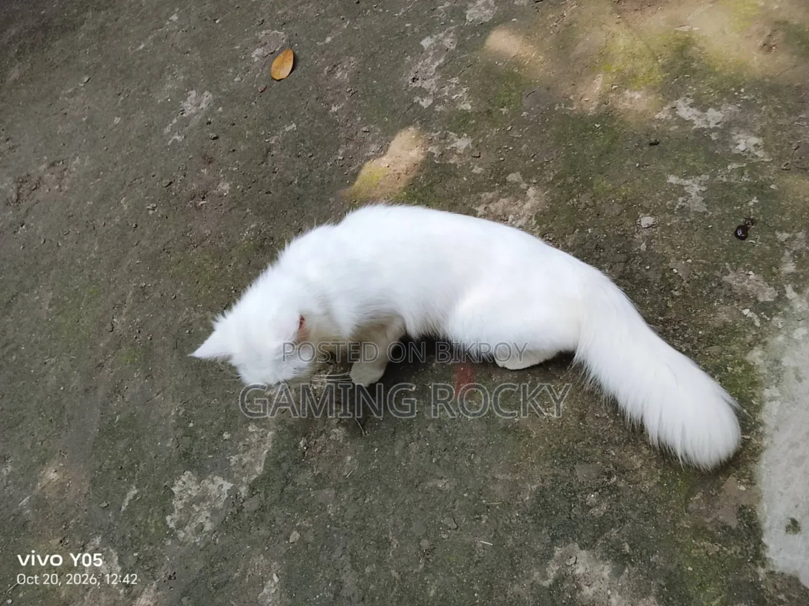 1+ year Female Mixed Breed Persian