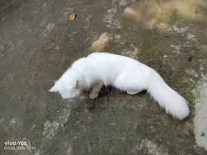 1+ year Female Mixed Breed Persian