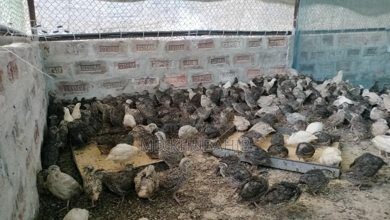 ডিম পারা উপয়োগি কোয়েল পাখি বিক্রি করা হবে