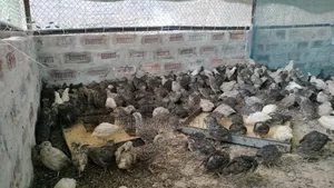 Quail birds suitable for laying eggs will be sold