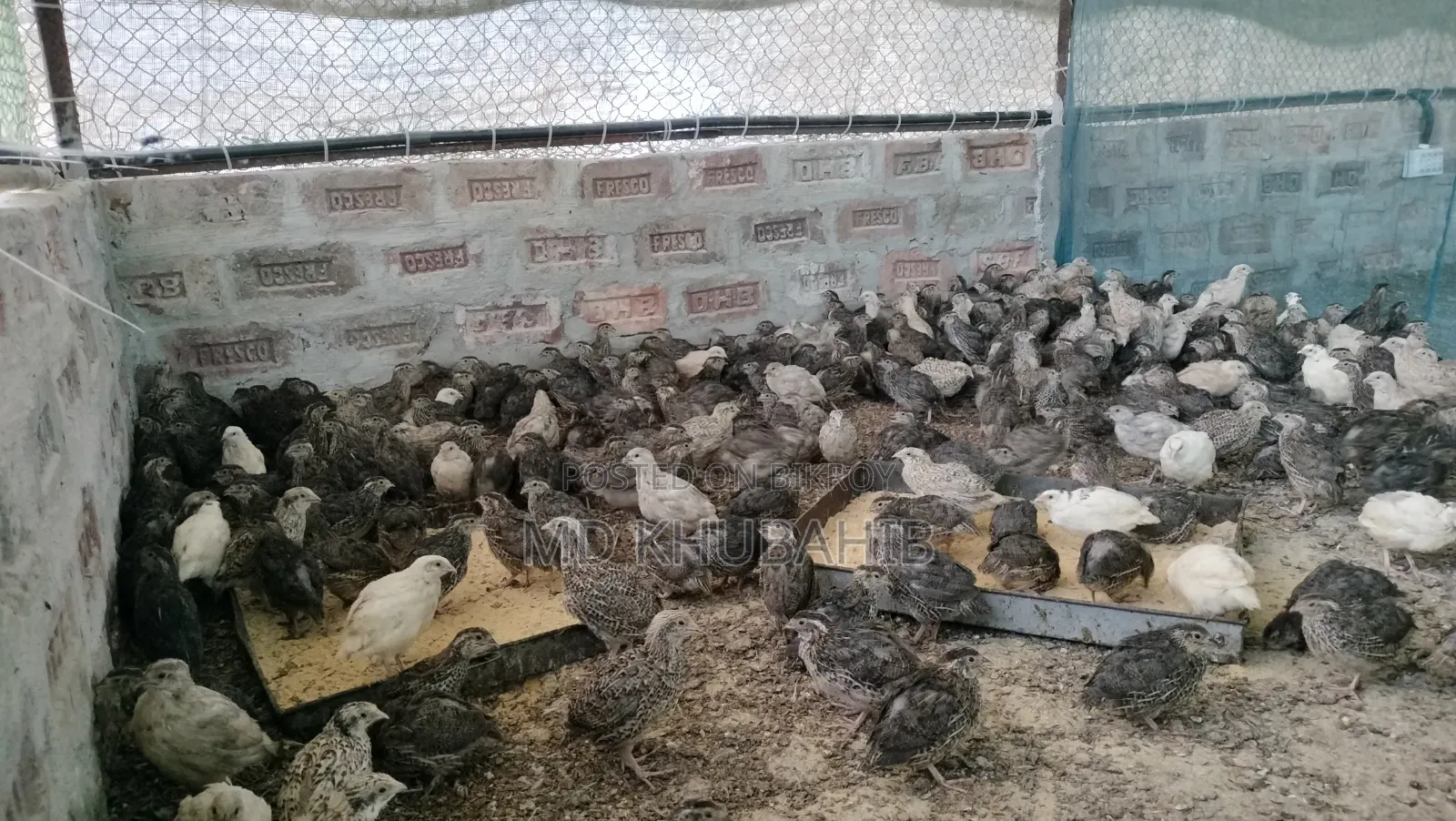 ডিম পারা উপয়োগি কোয়েল পাখি বিক্রি করা হবে