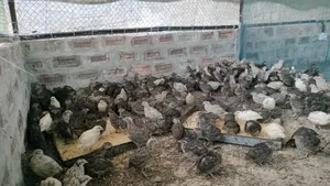 ডিম পারা উপয়োগি কোয়েল পাখি বিক্রি করা হবে