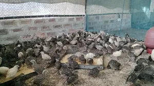 ডিম পারা উপয়োগি কোয়েল পাখি বিক্রি করা হবে