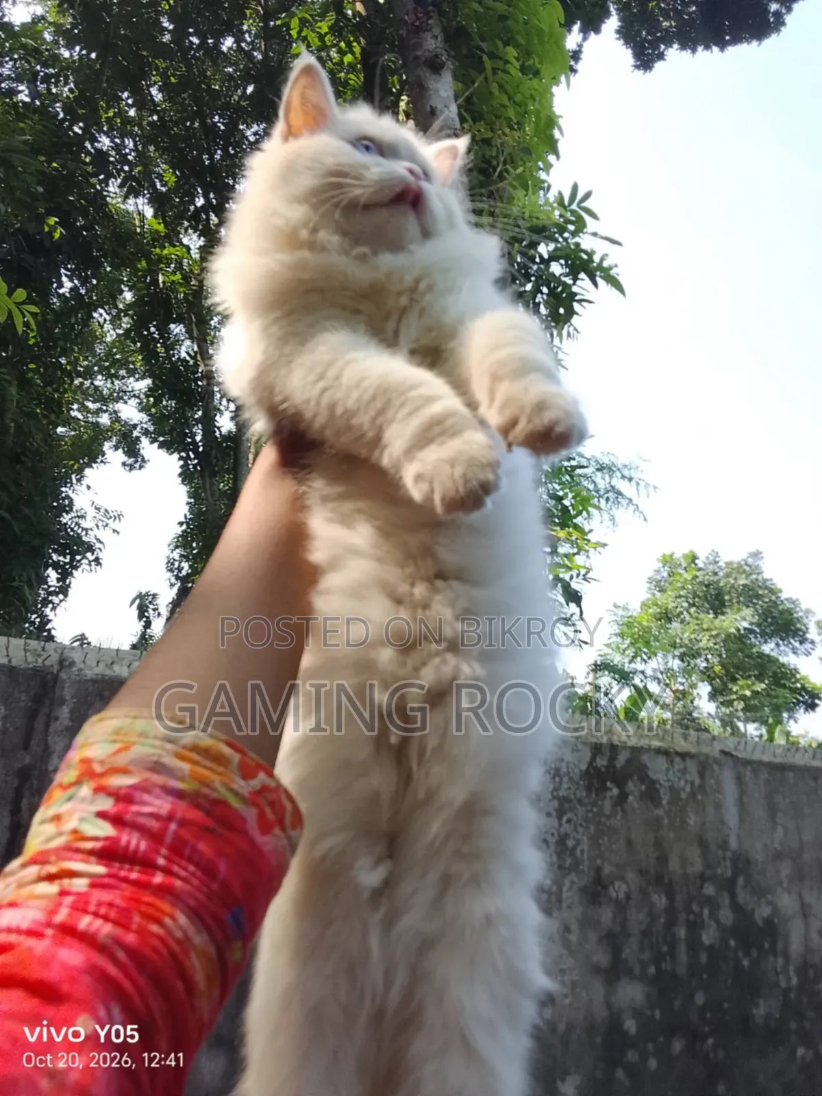 3-6 months Male Mixed Breed Persian