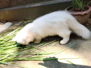 3-6 months Male Mixed Breed Persian