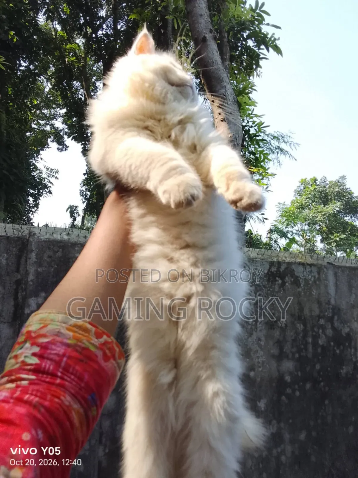 3-6 months Male Mixed Breed Persian