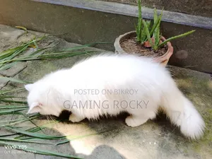 3-6 months Male Mixed Breed Persian