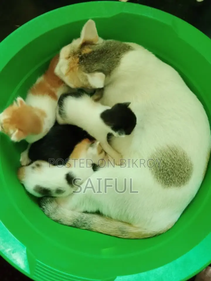 1 to 3 months Female Mixed Breed Bengal