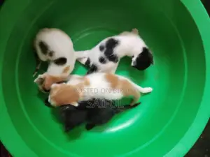 1 to 3 months Female Mixed Breed Bengal