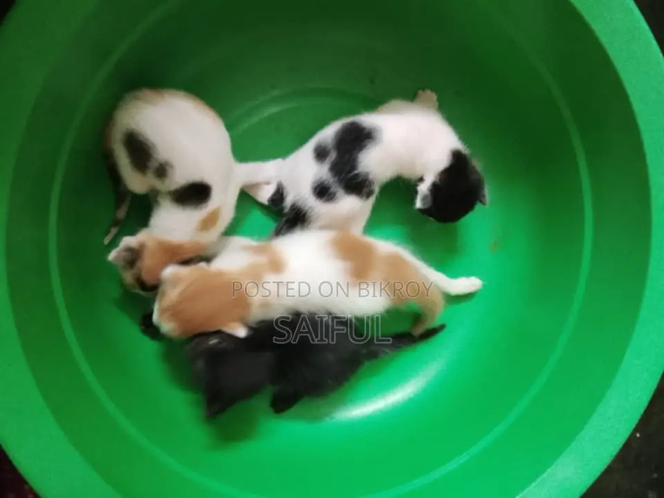 1 to 3 months Female Mixed Breed Bengal