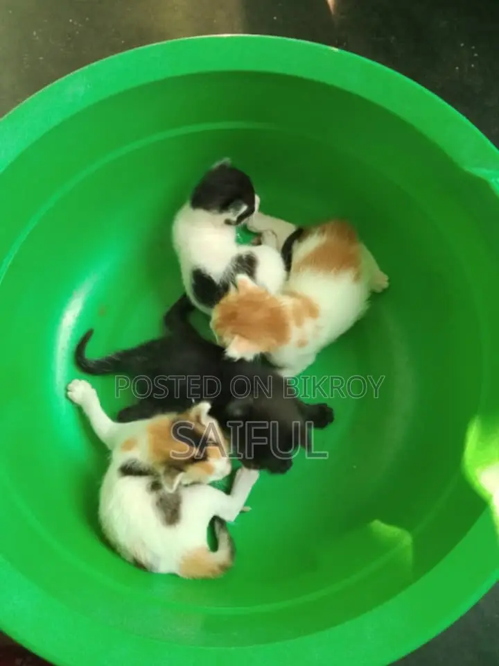 1 to 3 months Female Mixed Breed Bengal