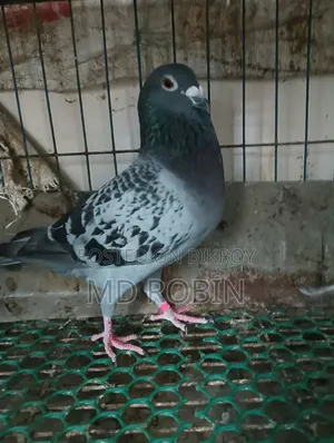 Racer Male Pigeon Maxi and Red Checker