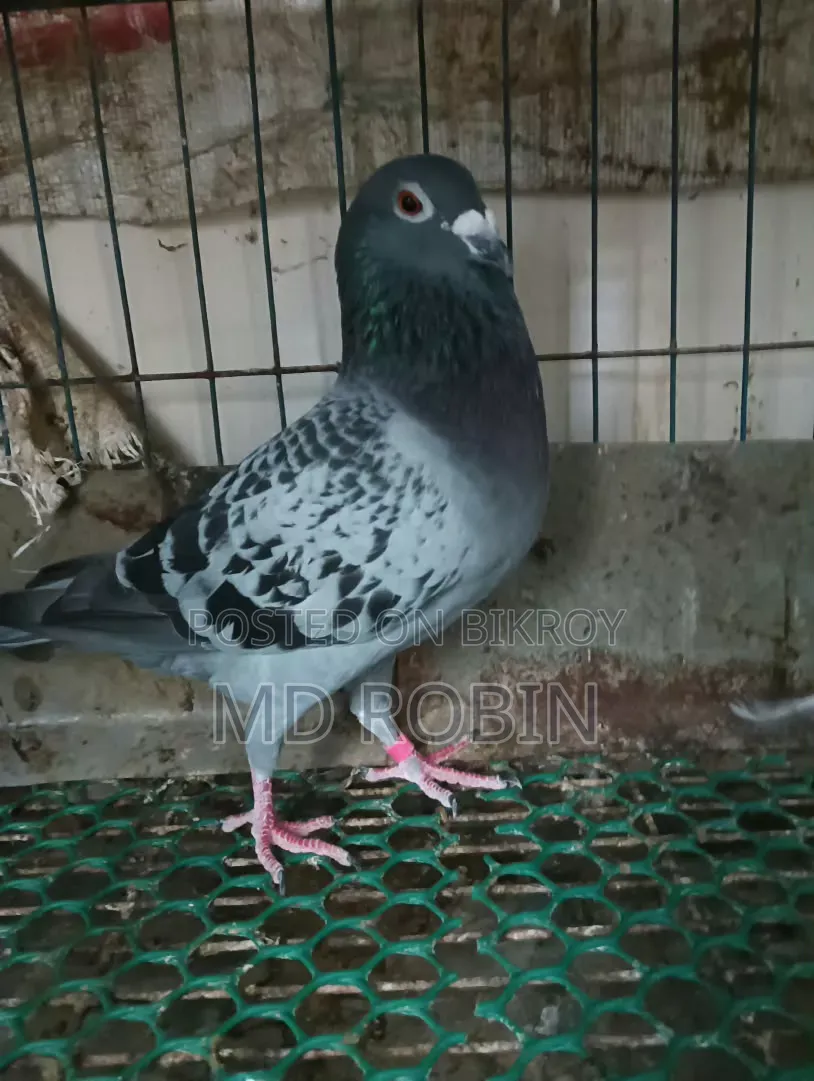 Racer Male Pigeon Maxi and Red Checker
