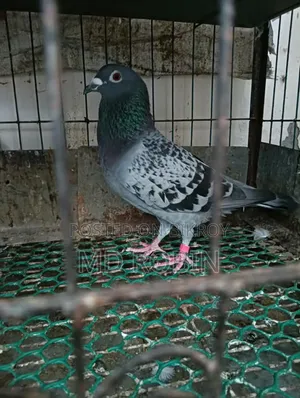 Racer Male Pigeon Maxi and Red Checker