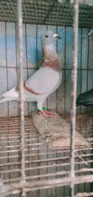 Racer Male Pigeon Maxi and Red Checker