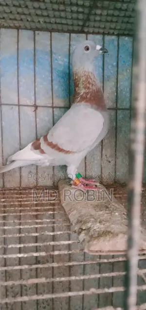 Racer Male Pigeon Maxi and Red Checker
