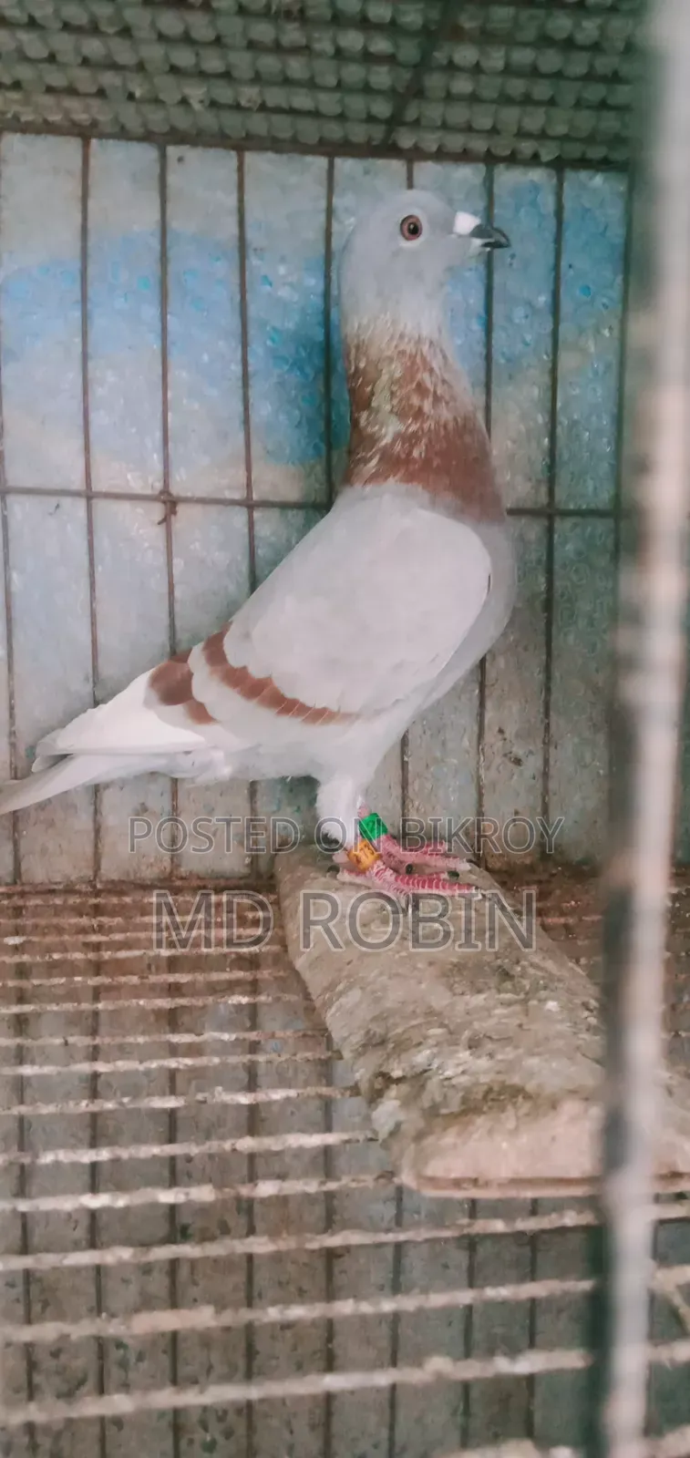 Racer Male Pigeon Maxi and Red Checker
