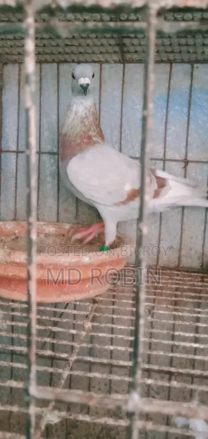 Racer Male Pigeon Maxi and Red Checker