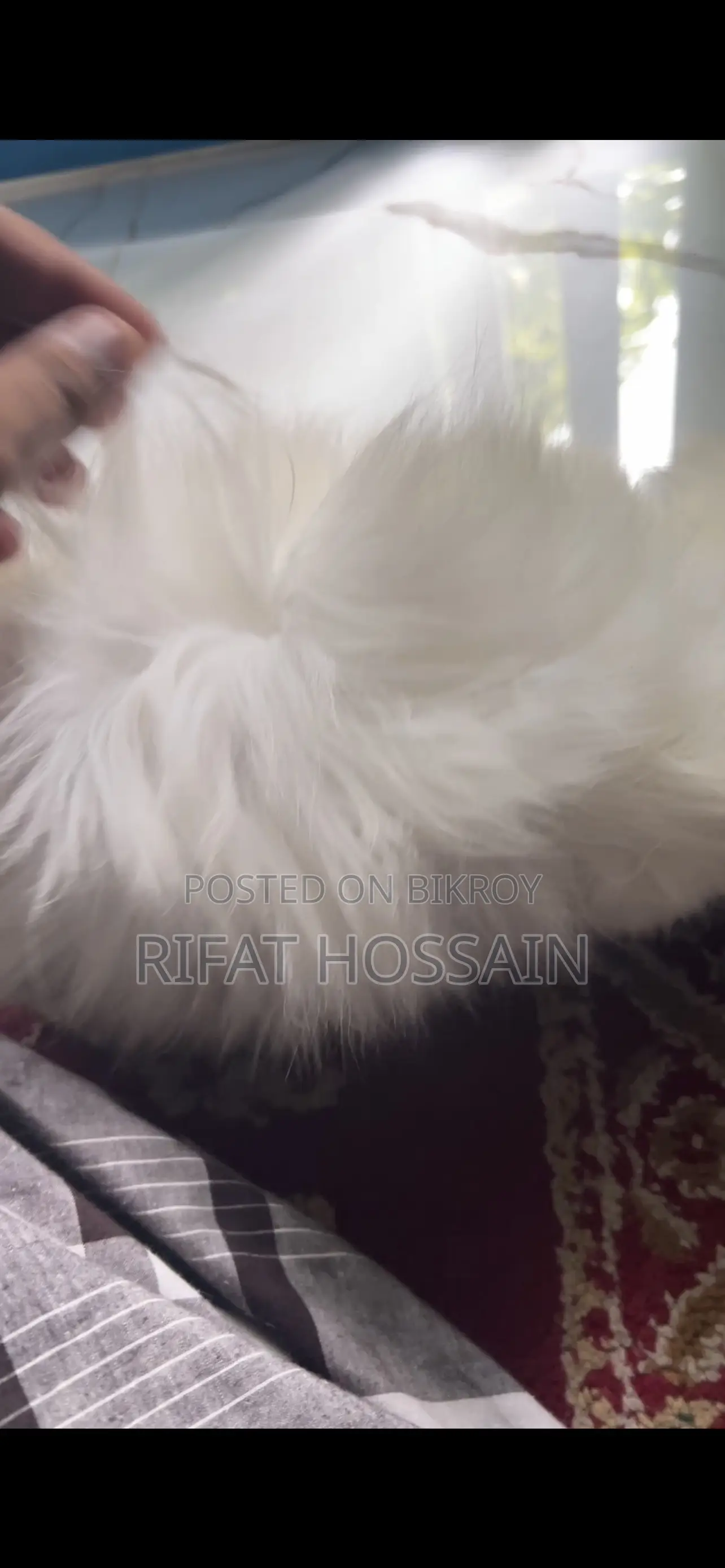 1-3 months Female Purebred Persian