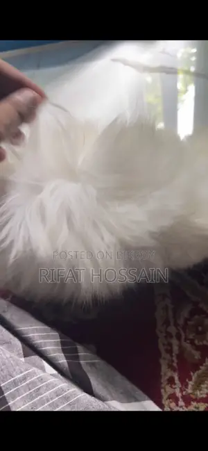 1-3 months Female Purebred Persian