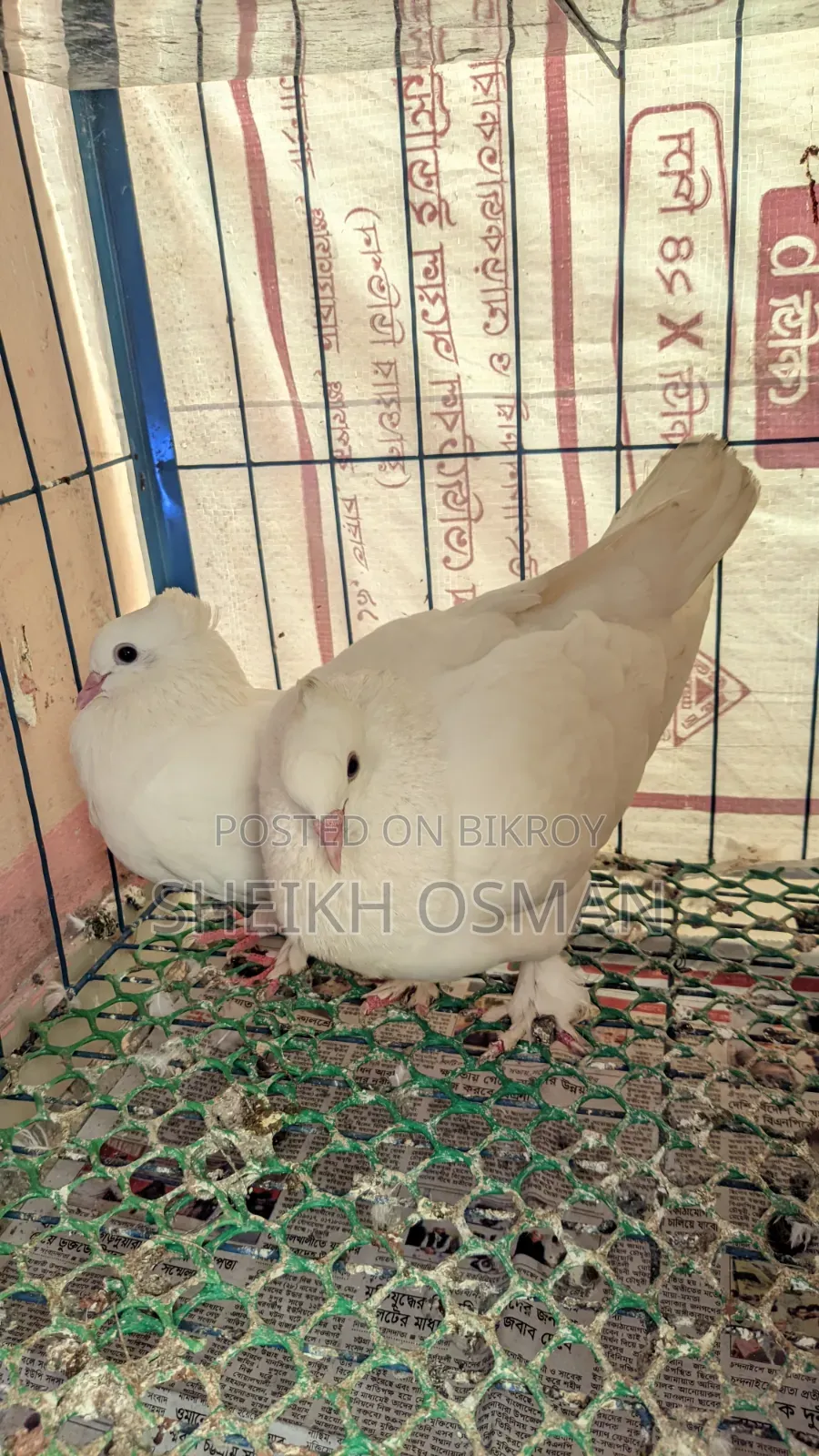 A pair of master pair Kagzi pigeons for sale.