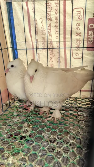 A pair of master pair Kagzi pigeons for sale.