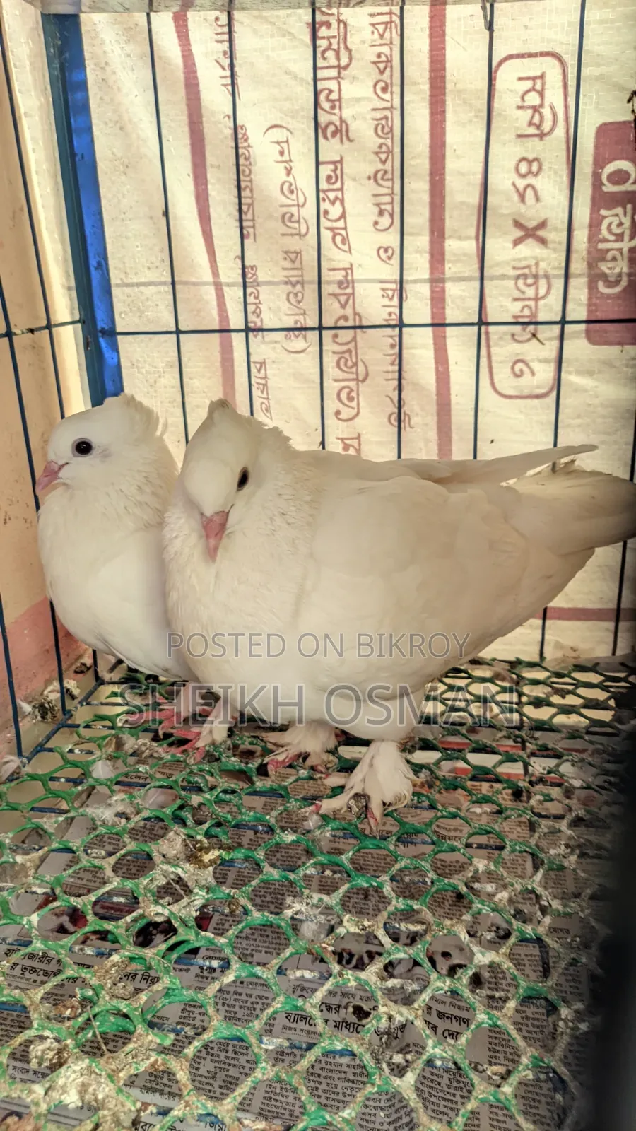 A pair of master pair Kagzi pigeons for sale.