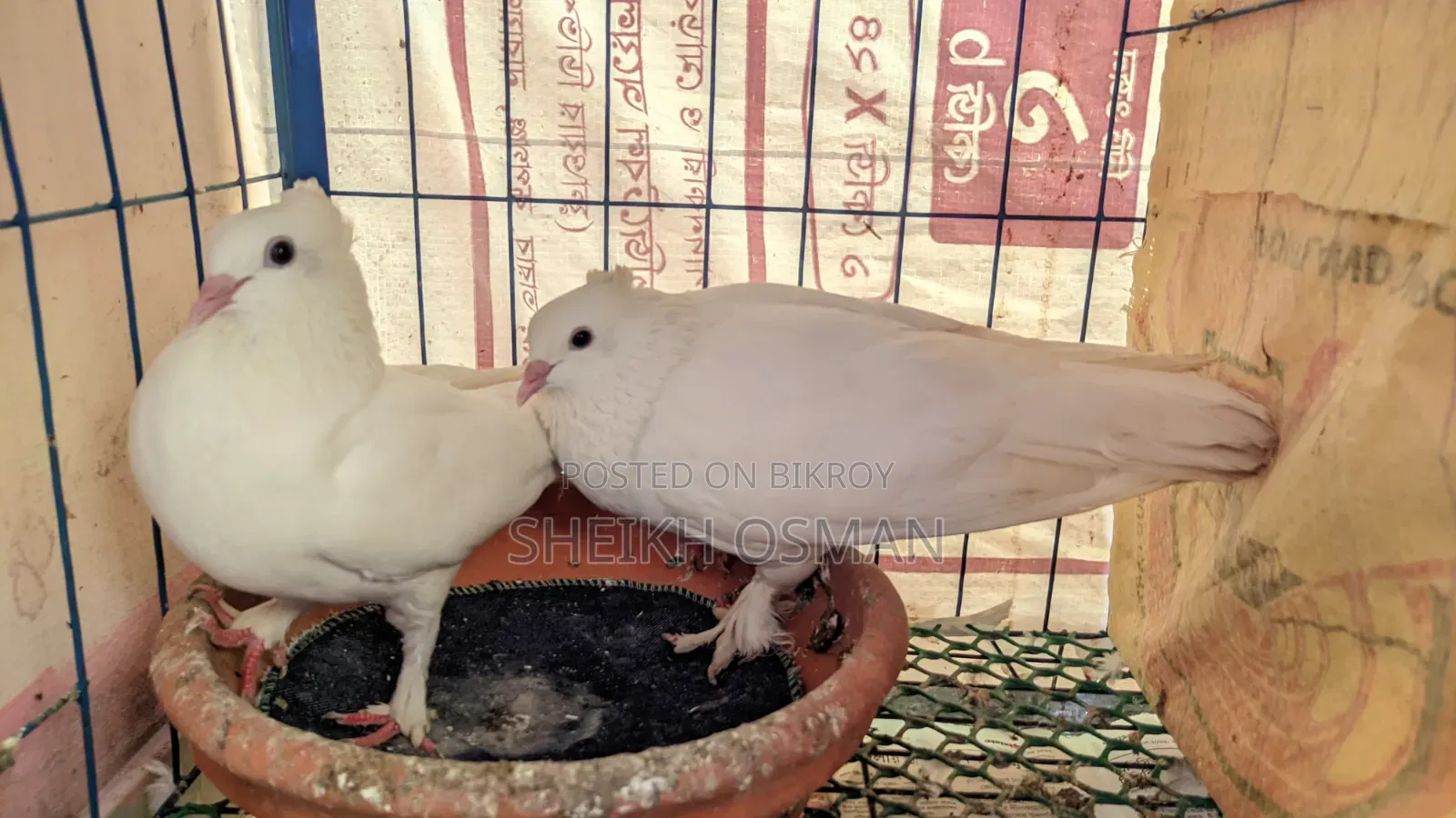 A pair of master pair Kagzi pigeons for sale.