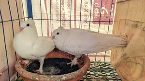 A pair of master pair Kagzi pigeons for sale.