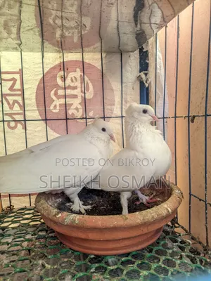 A pair of master pair Kagzi pigeons for sale.