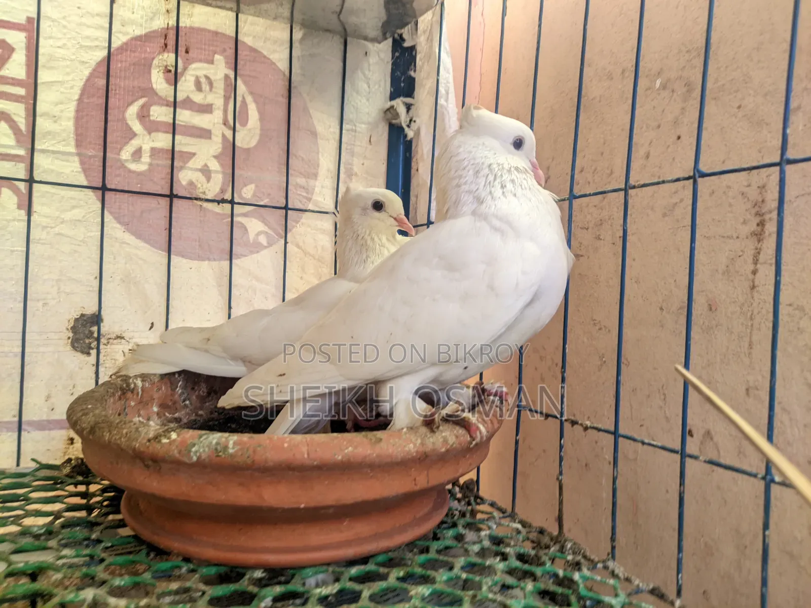 A pair of master pair Kagzi pigeons for sale.