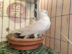 A pair of master pair Kagzi pigeons for sale.