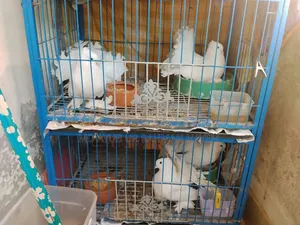 Master Piar Lokka Pigeons