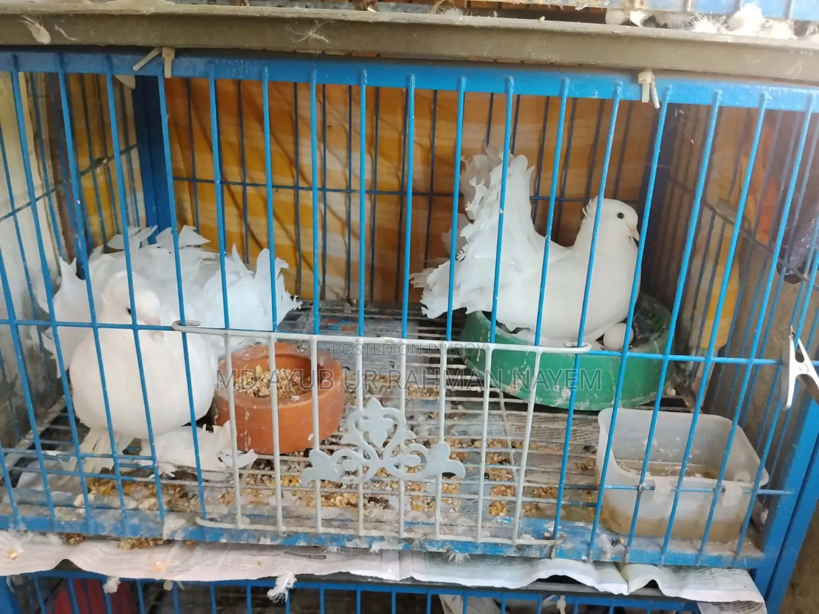 Master Piar Lokka Pigeons