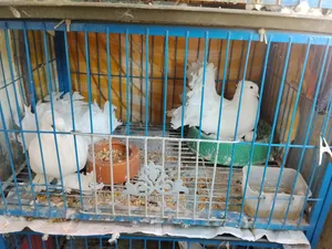 Master Piar Lokka Pigeons