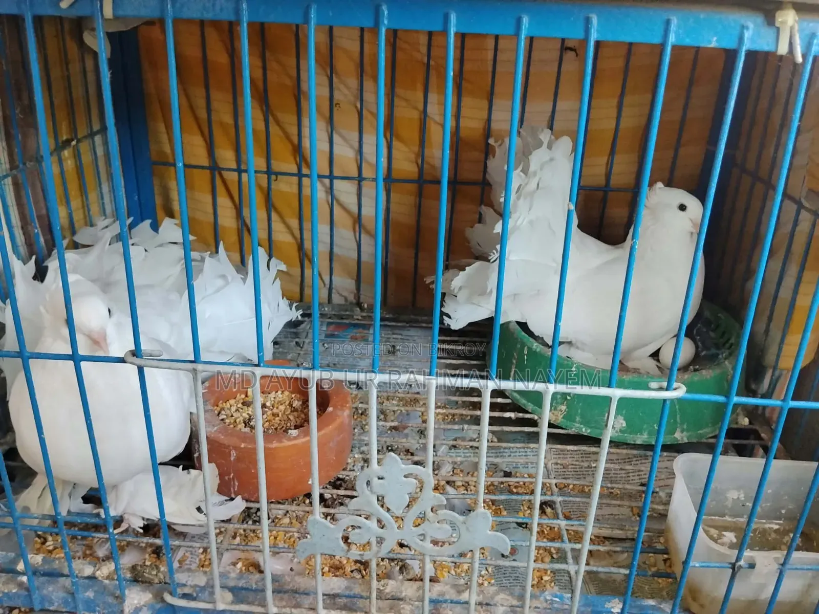 Master Piar Lokka Pigeons