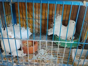 Master Piar Lokka Pigeons