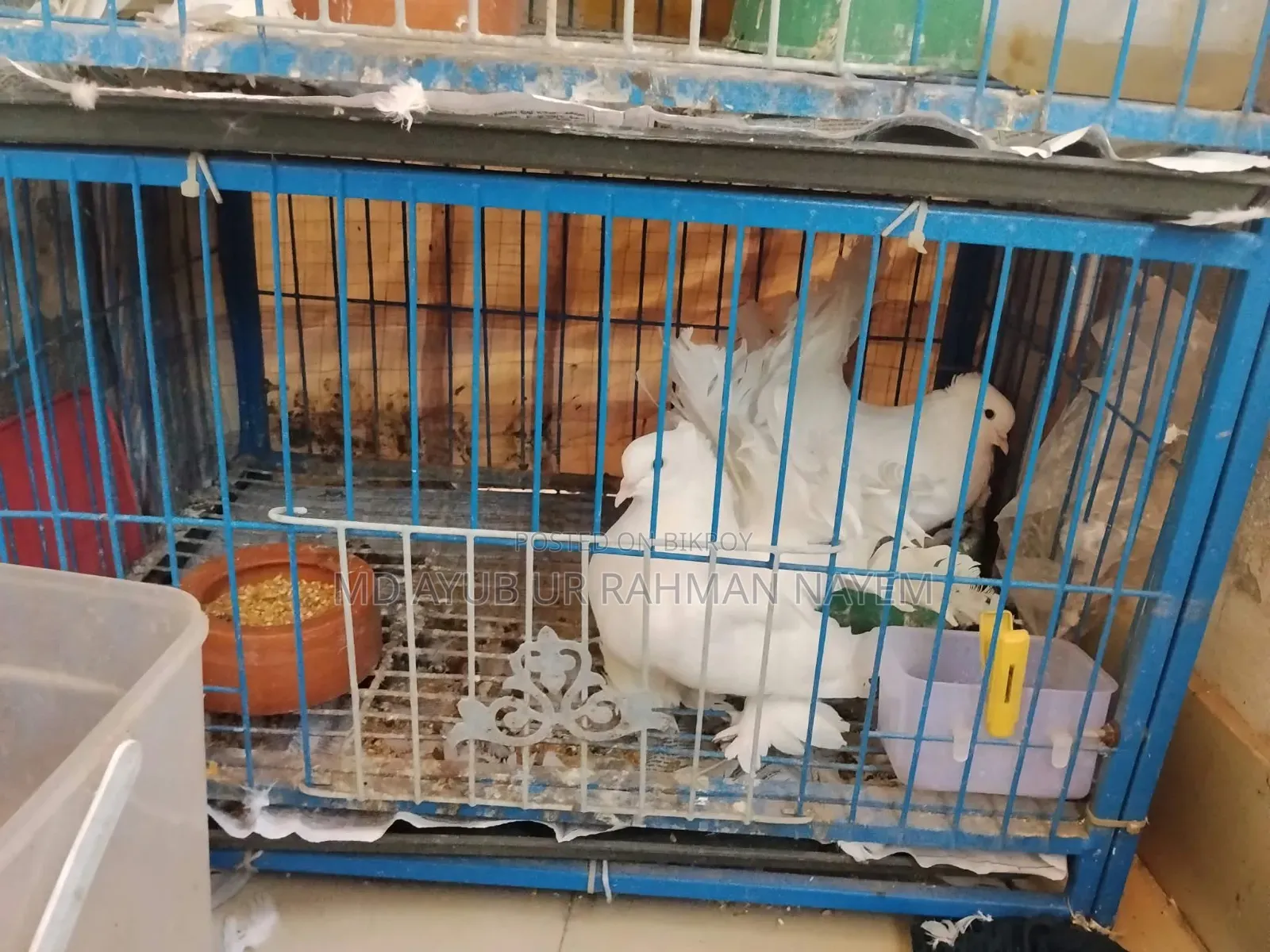 Master Piar Lokka Pigeons