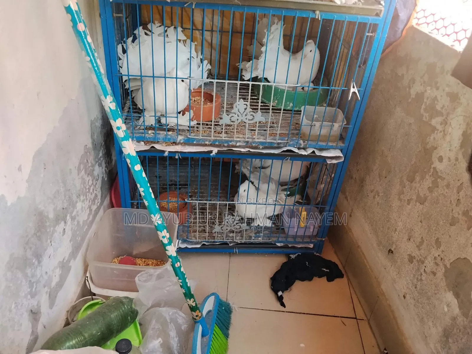 Master Piar Lokka Pigeons