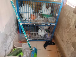Master Piar Lokka Pigeons