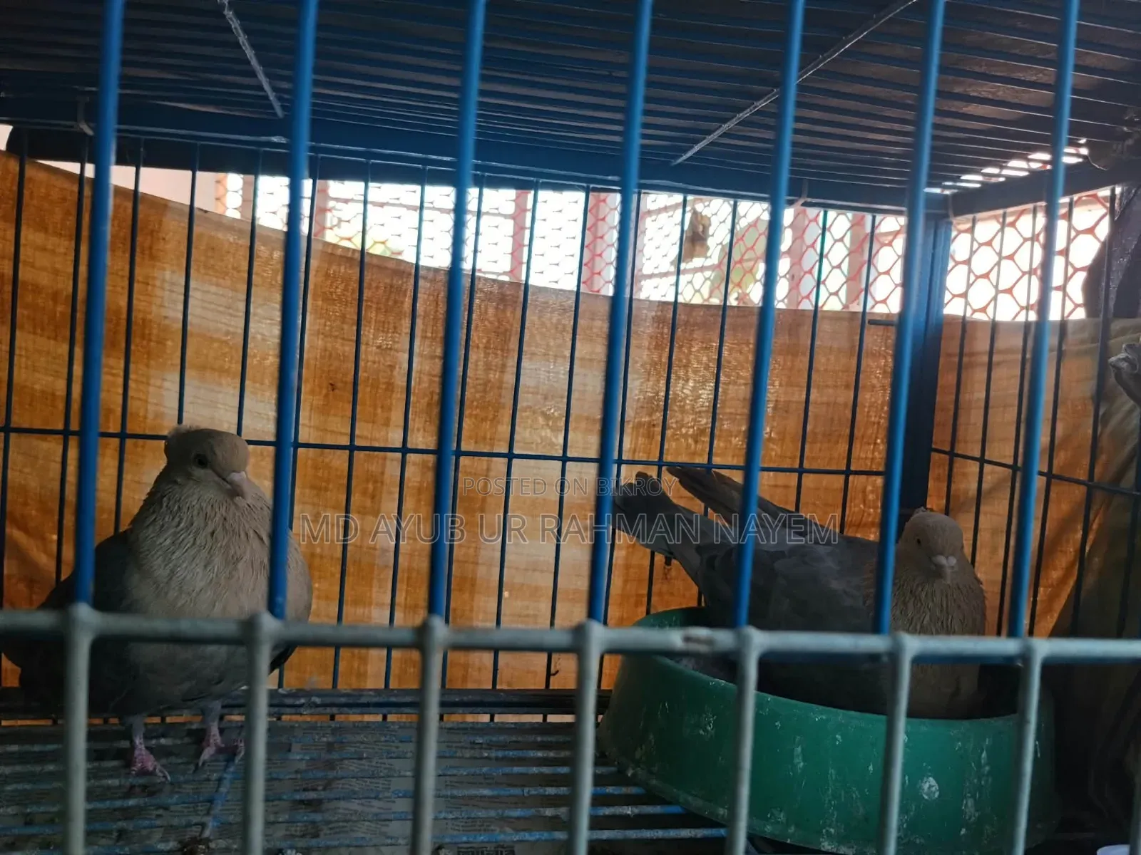 Master Piar Lokka Pigeons