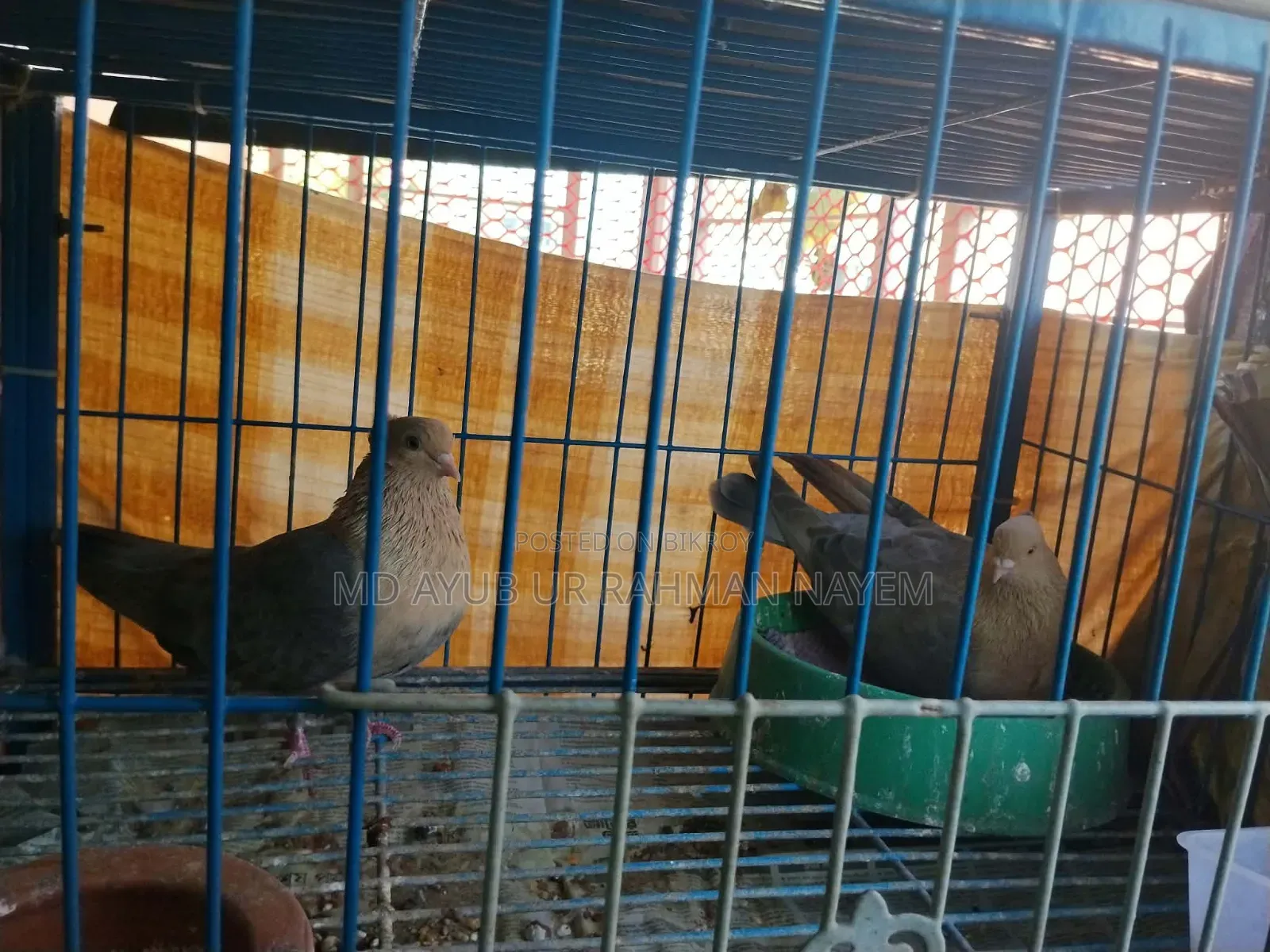 Master Piar Lokka Pigeons