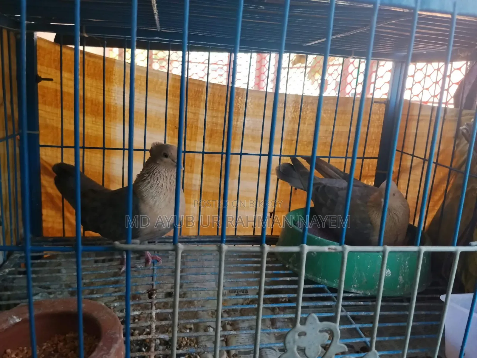 Master Piar Lokka Pigeons