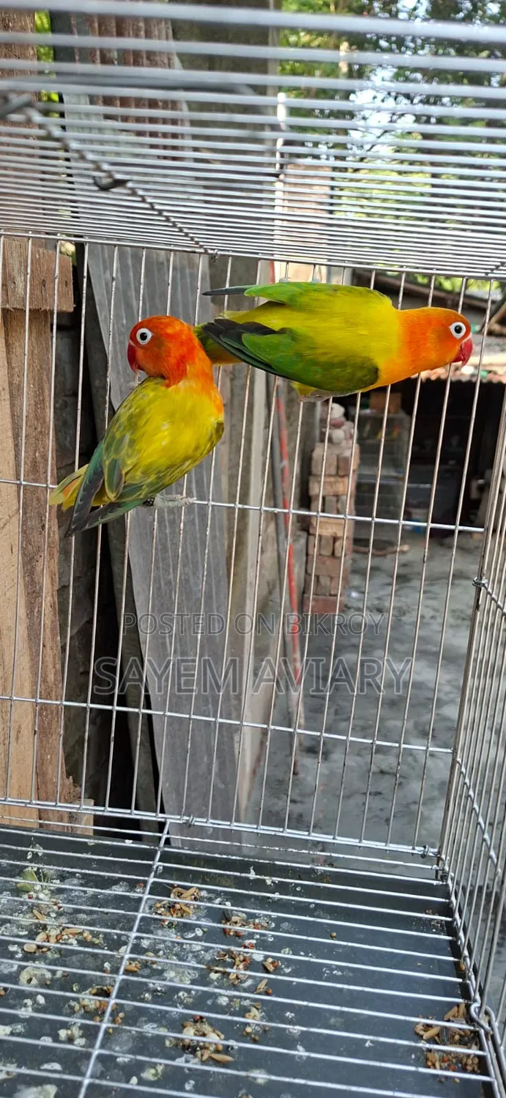 Love Bird Bird