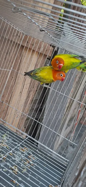 Love Bird Bird