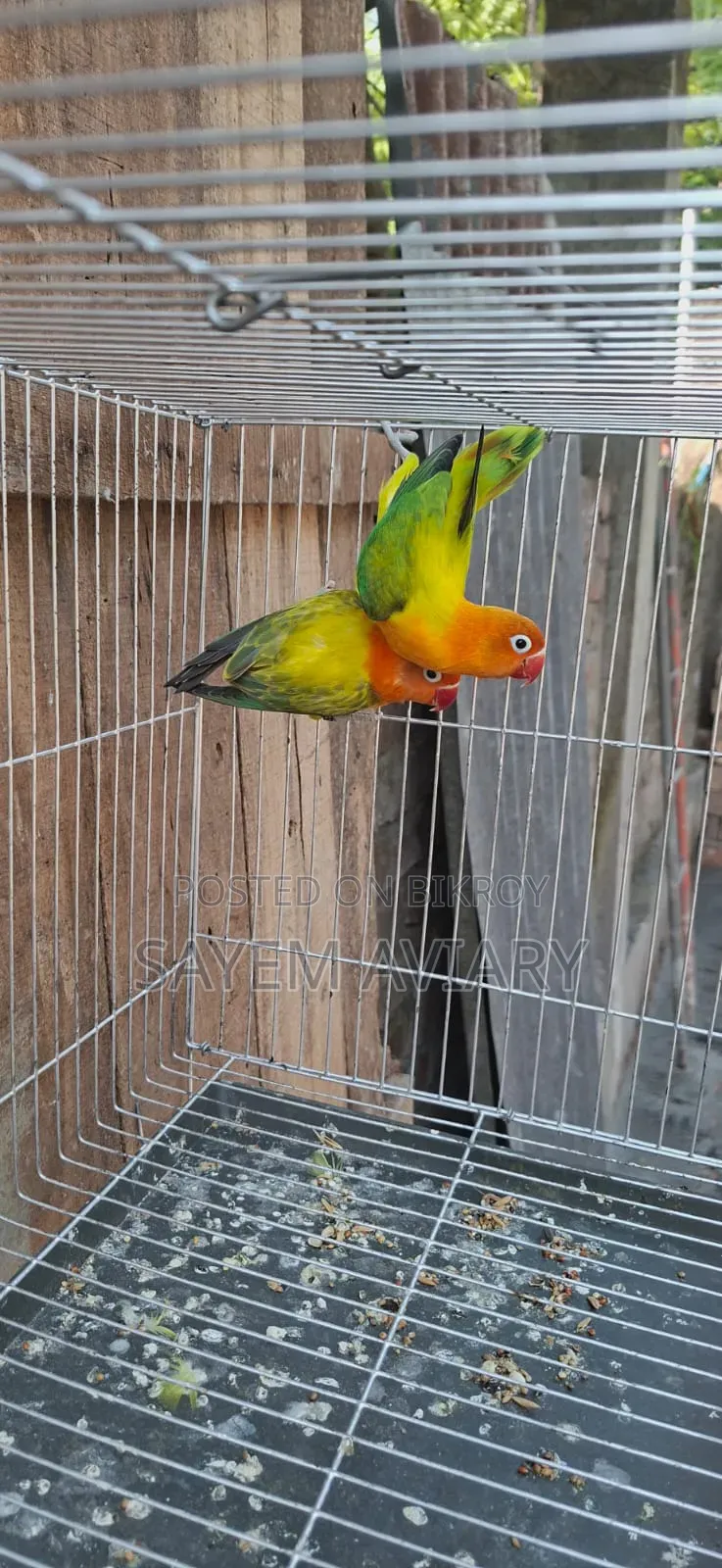 Love Bird Bird